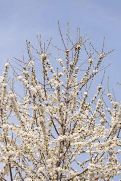 Branches with white flowers Foto stock