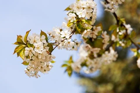 Branches with white flowers Stock Photos