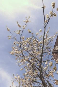 Branches with white flowers Stock Photos