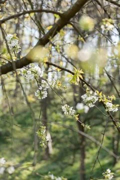 Branches with white flowers Stock Photos