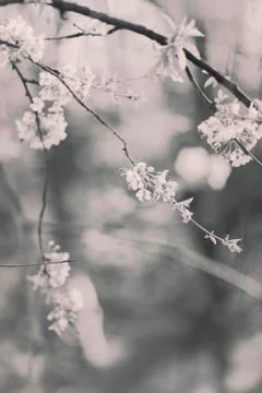 Branches with white flowers Foto stock