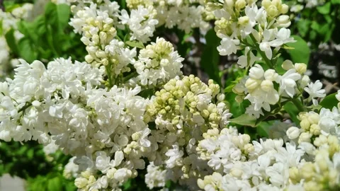 Branches of white lilac sway in the wind Stockbeeldmateriaal 197374039