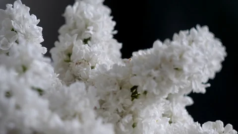 Branches of white lilacs macro Stock Footage 129688355