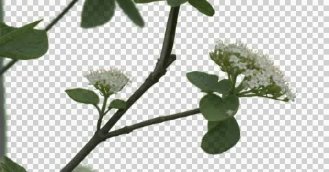 Branches With White Small Flowers Plants Leaves Stock Footage 50967772