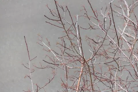Branches of wild apple tree in the park in winter on a blurred gray sky backg 스톡 사진