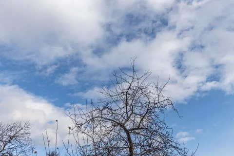 Branches of wild apple tree in the park in winter on a blue sky background Stock Photos