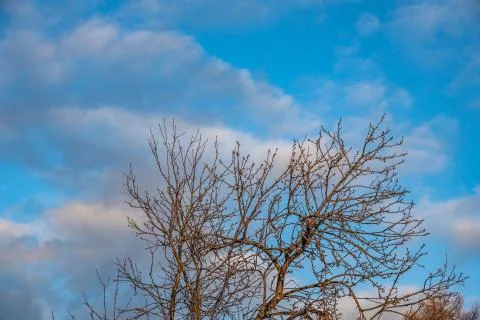 Branches of wild apple tree in the park in winter on a blue sky background Stock Photos