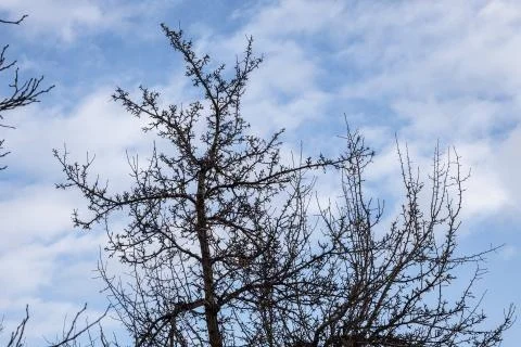 Branches of wild apple tree in the park in winter on a blue sky background Stock Photos