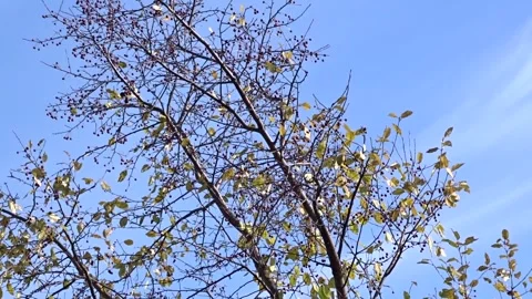 Branches of a wild apple tree with red fruits Stock Footage 252438517