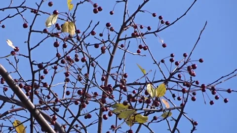 Branches of a wild apple tree with red fruits Stock Footage 252438794