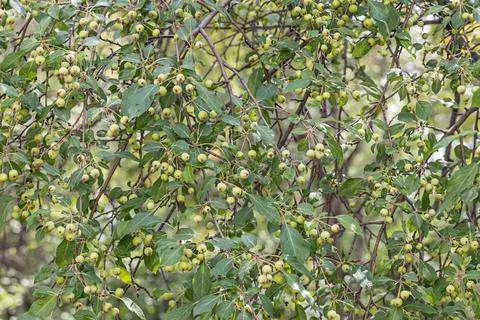 Branches of wild apple tree with small bright yellow apples and green leaves Stock Photos