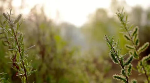 The branches of a willow blossom. Stock Footage 10913283