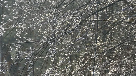 Branches of willow with blossoms Stock Footage 118374774