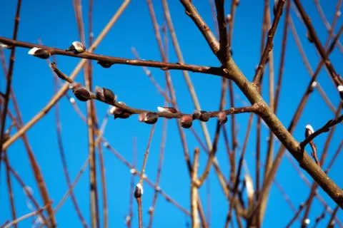 Branches of a willow on a blue background Stock Photos
