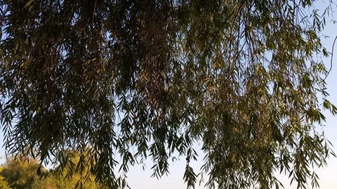 Branches of willow on a blue sky background. Sunlight win on willow leaves. Stock Footage 93974716