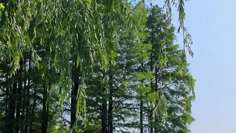 Branches of willow leaves swing in the wind in sunny day in the park Vídeos de archivo 309090401
