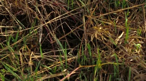 The branches of the willow on the river. Stock Footage 10913260