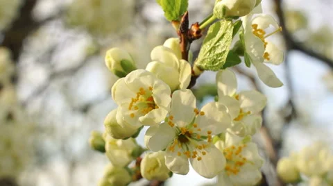 The branches of a willow, spring Vidéo 57351510