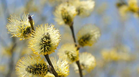 The branches of a willow, spring Vidéo 57351513
