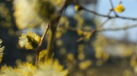 The branches of a willow, spring Vidéo 57351556