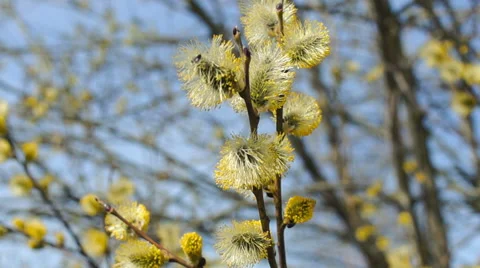The branches of a willow, spring Vidéo 57351596