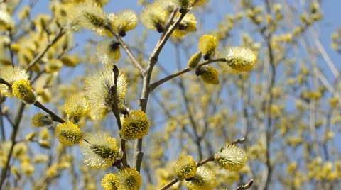 The branches of a willow, spring Video stock 57351634