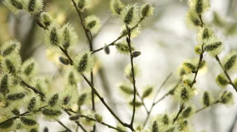 The Branches Of A Willow, Spring Video stock 61965237