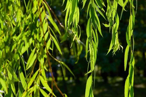 The branches of the willow in the sun Stock Photos