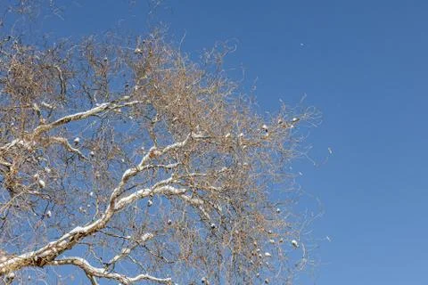 Branches of willow tree in the park in spring on a blue sky background in sunny Stock Photos