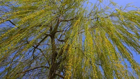 The branches of a Willow tree on a Sunny day Vidéo 87520665