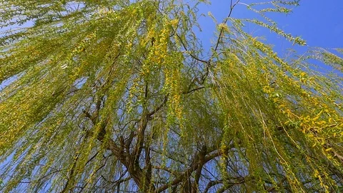 The branches of a Willow tree on a Sunny day Vidéo 87523803