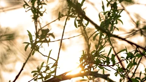 Branches of a willow tree with the sunrise shining through it Stock-Footage 152978418
