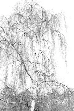 Branches of willow weeping Foto stock