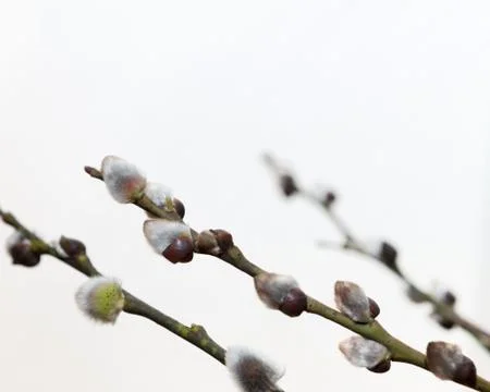 Branches of a willow on white background Stock Photos