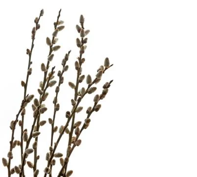 Branches of a willow on white background Stock Photos