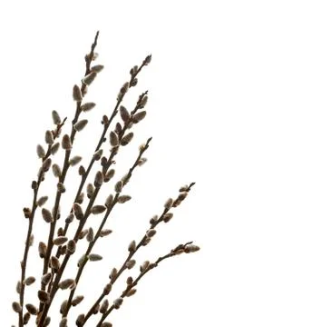 Branches of a willow on white background Stock Photos