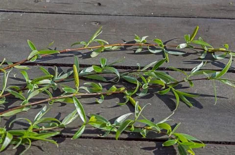 Branches Of Willows On A Table In The Woods Stock Photos