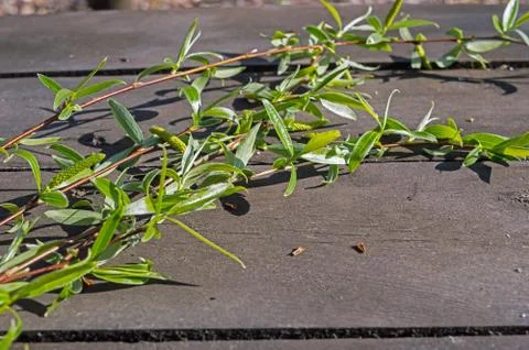 Branches Of Willows On A Table In The Woods Stock Photos