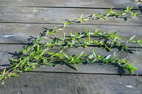 Branches Of Willows On A Table In The Woods Stock Photos