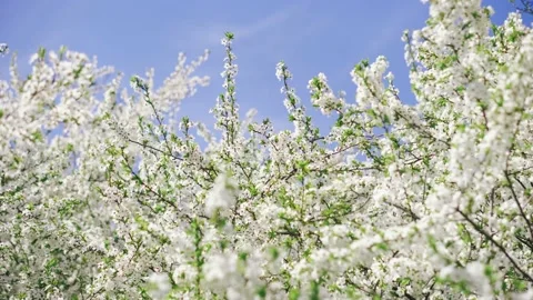 Branches in the wind of a blossoming tree with white flowers on a sunny day Stock Footage 153555536