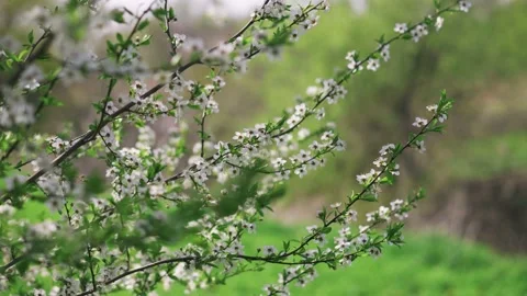 Branches in the wind of a blossoming tree with white flowers on a sunny day Stock Footage 153803505