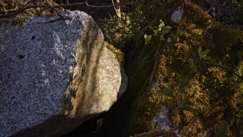 Branches in the wind casting shadows on mossy rocks. Stock Footage 146810725