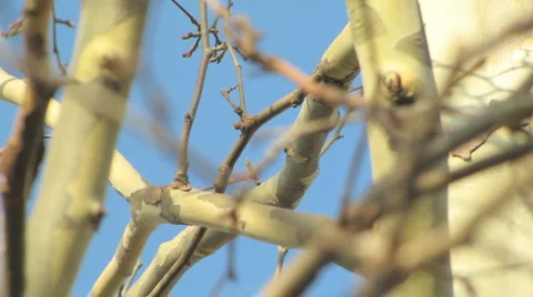 Branches in the Wind Stock-Footage 1062116