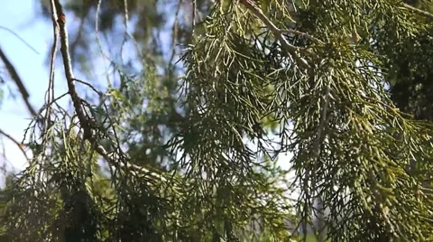 Branches in the Wind Video stock 2520585