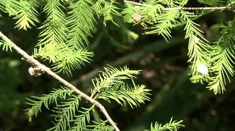 Branches in wind Video stock 10900147