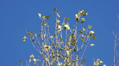 Branches on the wind Stock Footage 12477173