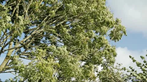 Branches in Wind Stock Footage 12530010