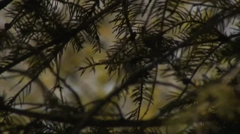 Branches in the wind 動画素材 37847404