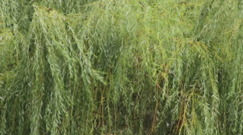 Branches on wind Stock Footage 42423457