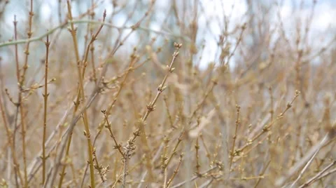 Branches in the wind Video stock 48062882